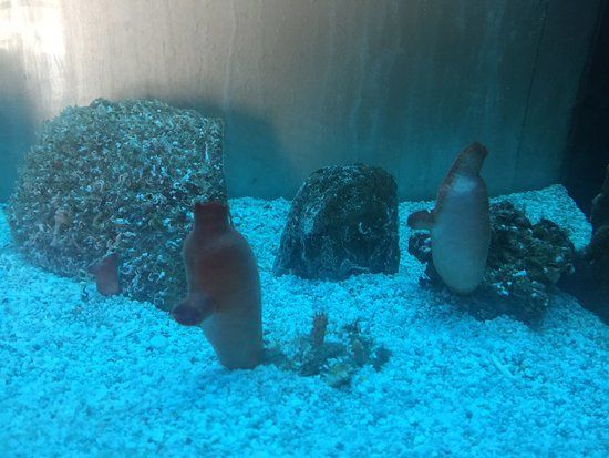 Museo del Mare e Acquario