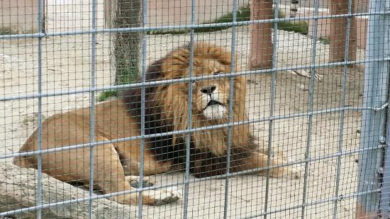 Zoo d'Abruzzo