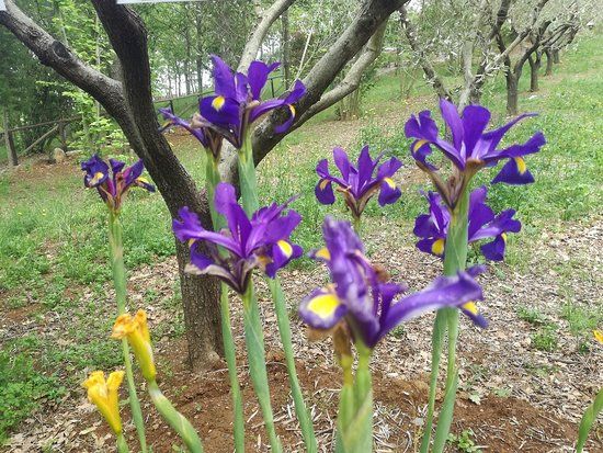 Orto Botanico Arcadia