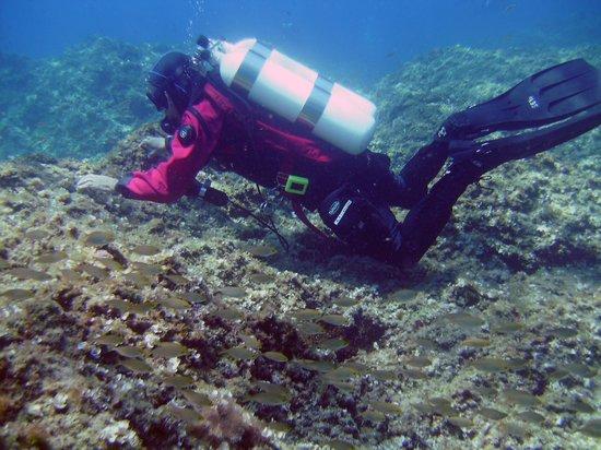 Ischia Diving