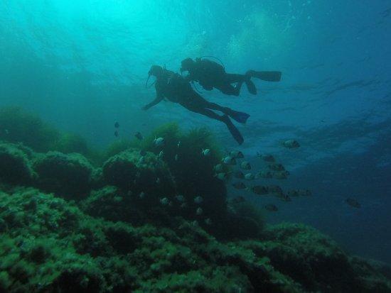 Bluelba Diving