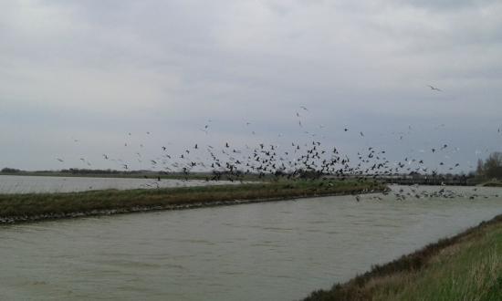 Saline di Comacchio