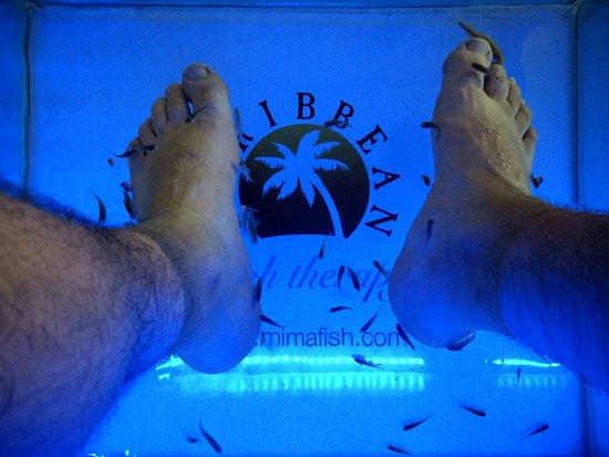 Caribbean Fish Therapy