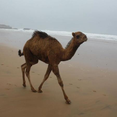 Agadir Dromadaire & Cheval