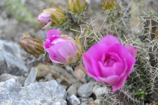 il Giardino Esotico Beniamino Cimini