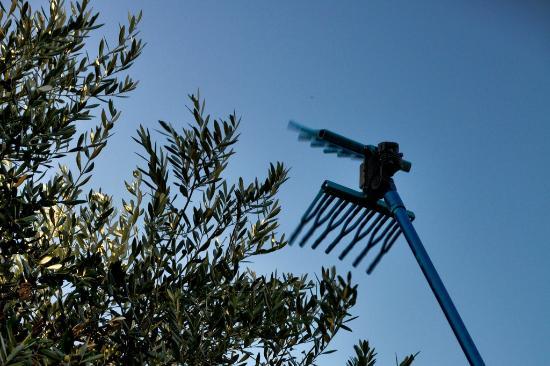 Oleificio Goccia d'Oro di Calabria