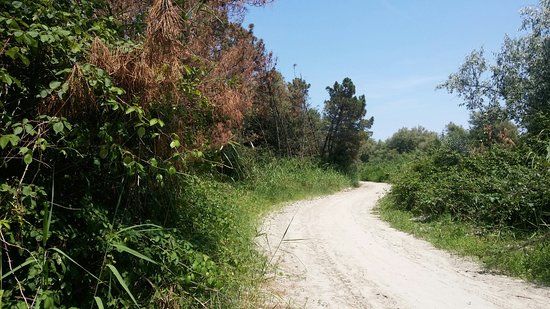 Pineta di Volano
