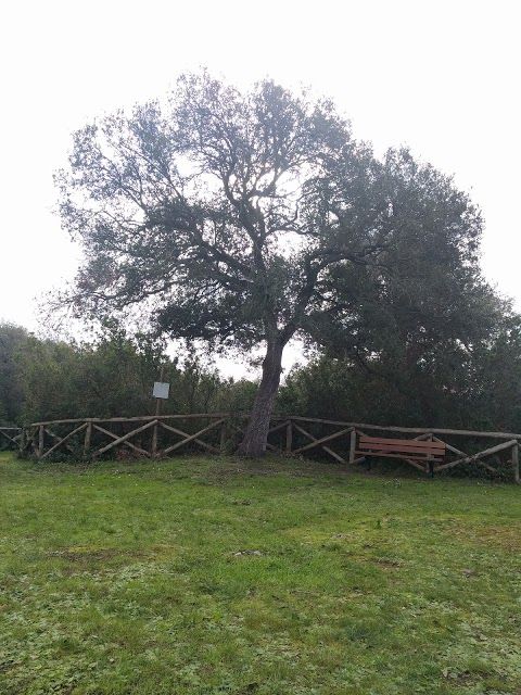 Bosco Dei Cuturi