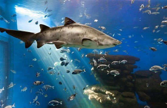 l'Acquario di Palma