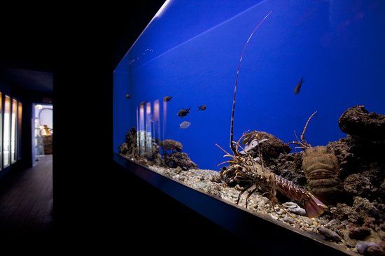 l'Acquario Mediterraneo dell'Argentario