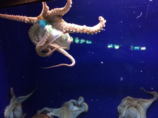 l'Acquario di Barcellona