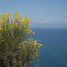 Punta Tresino